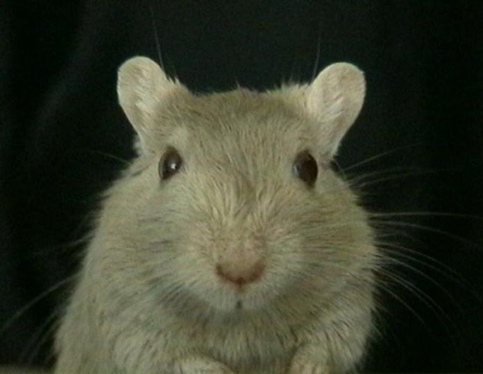 gerbil