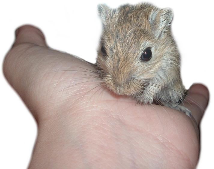 gerbil care